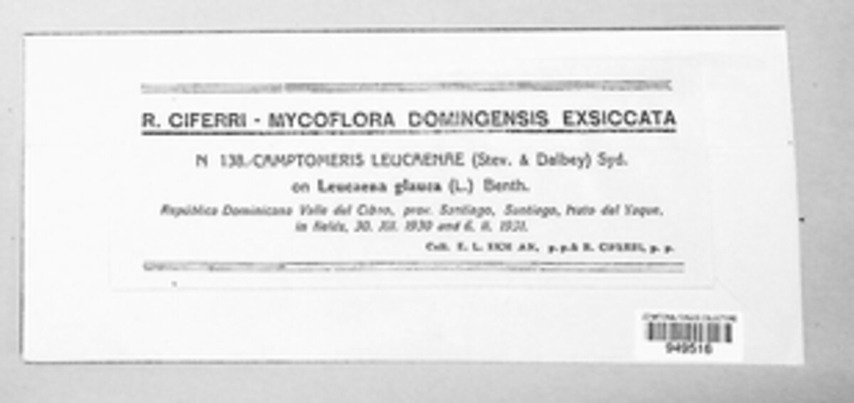 Camptomeris image